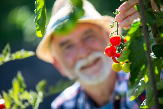 Senior man holding cherry tomato in the garden
