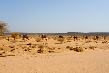 Karawana wielbłądów na pustyni w Dżibuti