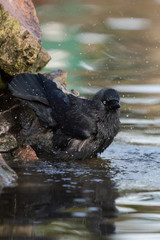 Western Jackdaw, Corvus monedula