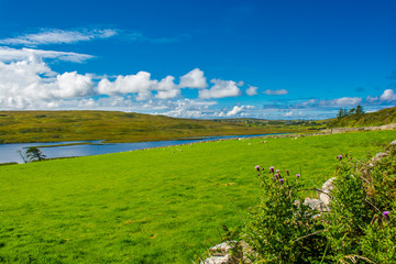 Fototapeta na wymiar Landschaft mit Weiden und Schafen in Irland