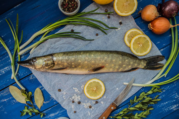 Raw pike with spices and greens on white parchment. Wooden blue background. Top view. Close-up