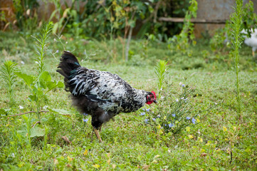 cock or hen as new year symbol