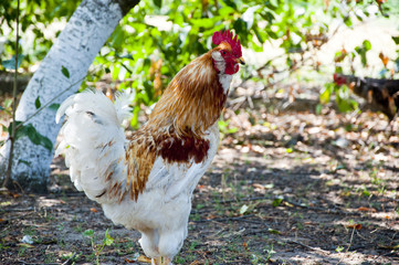 cock or hen as new year symbol