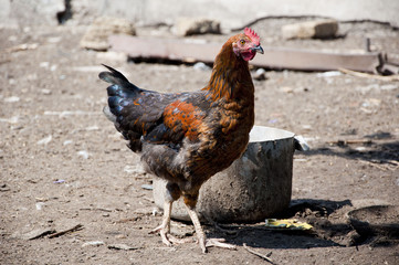 cock or hen as new year symbol