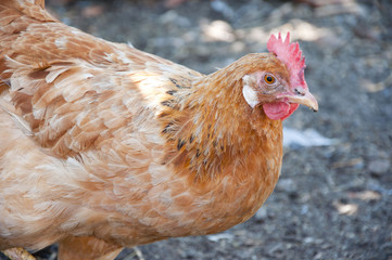 cock or hen as new year symbol