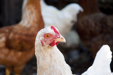 cock and hen as new year symbol