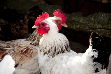 cock and hen as new year symbol