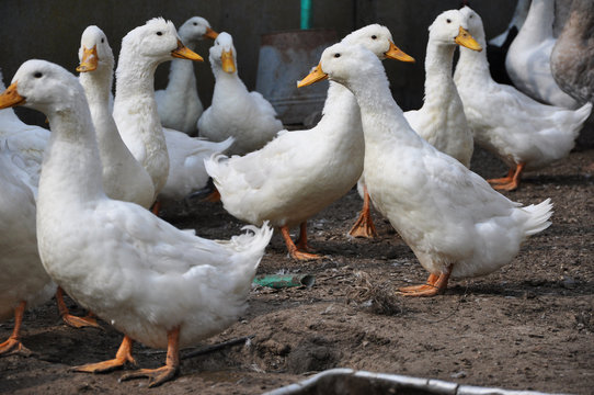 duck or goose birds outdoor