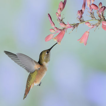 Rufous Hummingbird