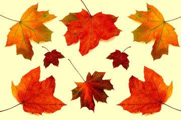 Collection of maple leaves