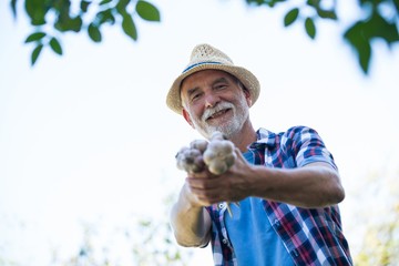 Fototapeta premium Senior man holding freshly picked garlic bulb