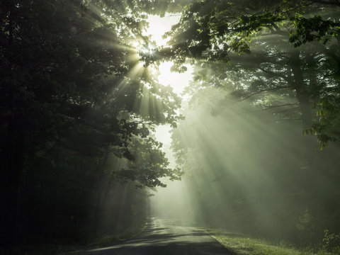 Road view of sunrays  coming through overhead branches 