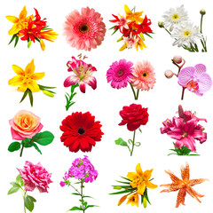 Collection flowers isolated on white background