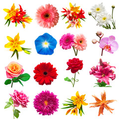 Collection flowers isolated on white background