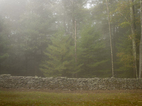 Wall and trees in fog 