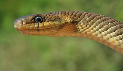 Große Äskulapnatter im Gras, Neckartal, Hessen, Deutschland