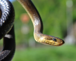 Große Äskulapnatter in der Hand, Neckartal, Hessen, Deutschland