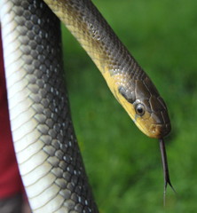 Große Äskulapnatter, Neckartal, Hessen, Deutschland