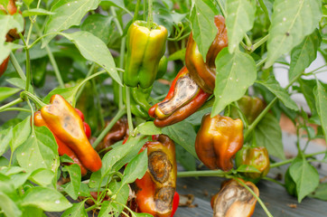 sweet pepper disease viral diseases and biological pests and phy