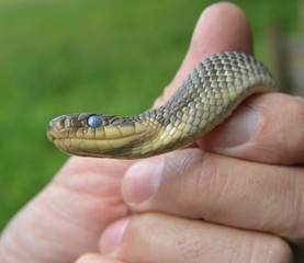 Große Äskulapnatter in der Hand, kurz vor der Häutung, Neckartal, Hessen, Deutschland