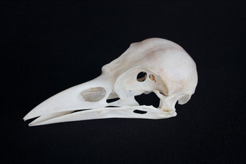 Naklejka premium Crow skull isolated on black