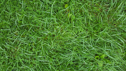 rain droplets on green grass and clover