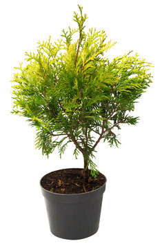 Beautiful golden Thuja in the form of a ball