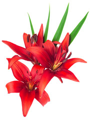 Bouquet of Lilies red flowers isolated on white background. The