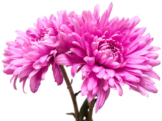 Two light pink chrysanthemum flower