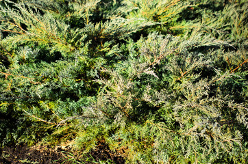 Thuja bushes in park