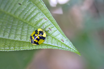 Yellow and black bug on green leaves