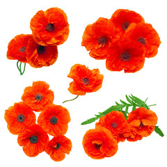 Obraz premium Collection poppy red flowers isolated on white background. Flat