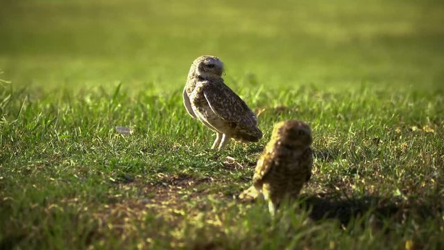 Owls on the grass