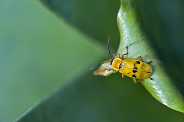 Yellow and black bug on green leaves