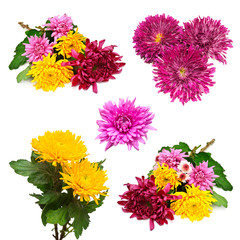 Collection of flowers chrysanthemums isolated on white backgroun