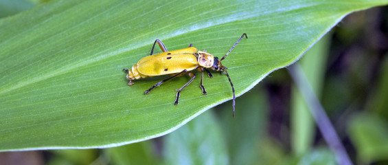 Yellow and black bug on green leaves
