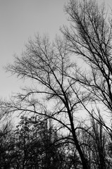 Branches of the big dry tree