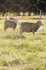 Sheep in field