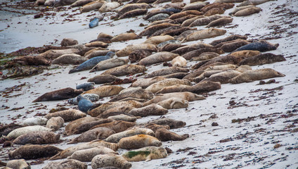 Seal lions lying on the beach in Monterey © belyay