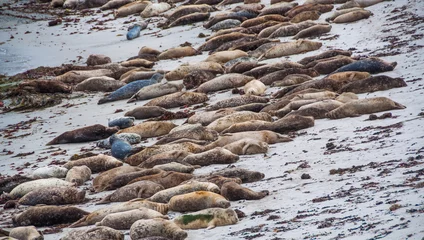 Gordijnen Seal lions lying on the beach in Monterey © belyay