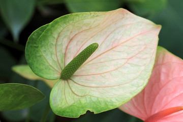Green flamingo flower