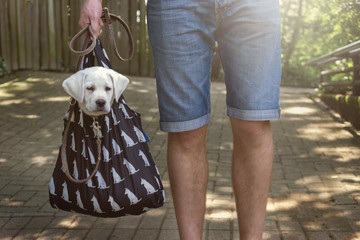 Junger süßer Hund in einer Tasche wird getragen