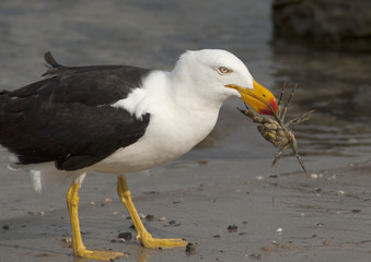 Pacific gull catching and eating sand crab.