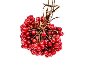 Viburnum on a white background.