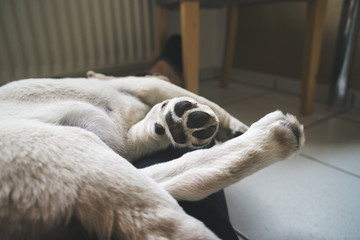 m&uuml;der kleiner labrador retriever hund schl&auml;ft mit kleinen pfoten gestreckt
