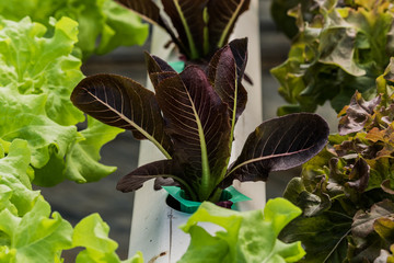 Growing organic vegetables without soil in garden.