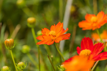 Orange cosmos flower in the field with green background.