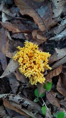 fungo giallo con ramificazioni