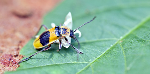 Yellow and black bug eating white flower