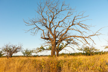 Deciduous tree in dry field of brown grass under blue sky during European autumn.